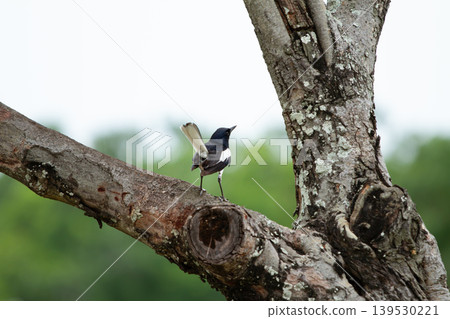 Black and white oriental magpie robin displaying raised tail posture on a rugged tree branch with soft natural greenery in the background. Black and white oriental magpie robin displaying raised tail posture on a rugged tree branch with soft natural greenery in the background. 139530221