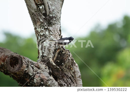 Black and white oriental magpie robin perched on textured tree bark with soft green background in an outdoor tropical environment. Black and white oriental magpie robin perched on textured tree bark with soft green background in an outdoor tropical environment. 139530222