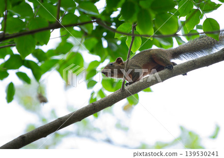 Fast-moving squirrel traveling across a thick branch beneath dense green leaves in a tropical woodland scene with bright natural light. Fast-moving squirrel traveling across a thick branch beneath dense green leaves in a tropical woodland scene with bright natural light. 139530241