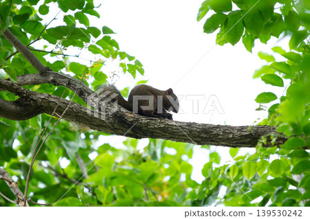 Wild brown squirrel sitting quietly on a thick tree limb surrounded by fresh green foliage and soft natural daylight in a tropical woodland setting.Keywords 139530242