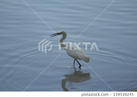White egret moving through still blue water with expanding ripple patterns and soft reflections, highlighting elegance and tranquility in a natural aquatic scene. 139530245