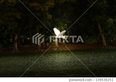 White egret soaring across a calm lake with deep forest shadows and soft natural light, capturing graceful wildlife movement in a peaceful outdoor setting. White egret soaring across a calm lake with deep forest shadows and soft natural light, capturing graceful wildlife movement in a peaceful outdoor setting. 139530251