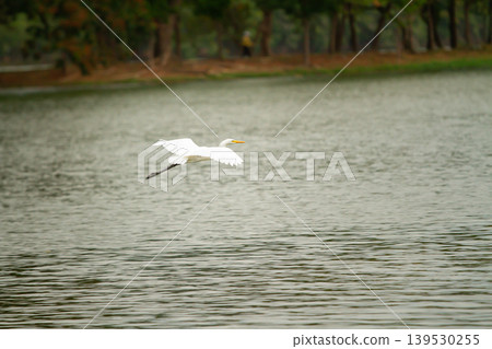 Majestic white heron soaring above tranquil water with blurred woodland scenery, showcasing elegant bird movement in a peaceful natural habitat. Majestic white heron soaring above tranquil water with blurred woodland scenery, showcasing elegant bird movement in a peaceful natural habitat. 139530255