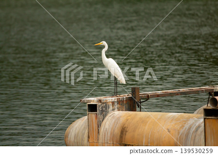 Elegant white egret perched on a weathered industrial platform over calm water, blending wildlife beauty with industrial atmosphere in a tranquil outdoor scene. Elegant white egret perched on a weathered industrial platform over calm water, blending wildlife beauty with industrial atmosphere in a tranquil outdoor scene. 139530259