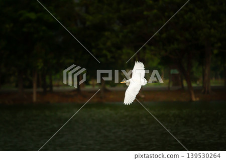 Elegant white egret flying above a quiet lake with dark forest background, capturing peaceful wildlife movement and natural outdoor scenery. 139530264