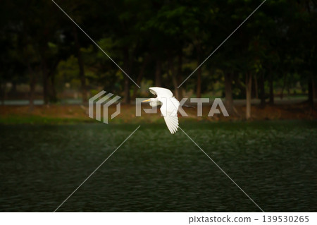 White heron soaring low above still water with blurred woodland background, showcasing elegant bird movement in a peaceful natural environment. White heron soaring low above still water with blurred woodland background, showcasing elegant bird movement in a peaceful natural environment. 139530265