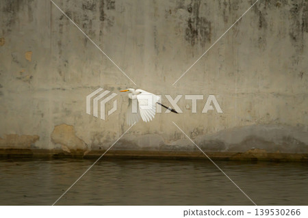 White egret in mid flight beside an aged concrete wall above calm water, blending urban texture with graceful wildlife movement. White egret in mid flight beside an aged concrete wall above calm water, blending urban texture with graceful wildlife movement. 139530266