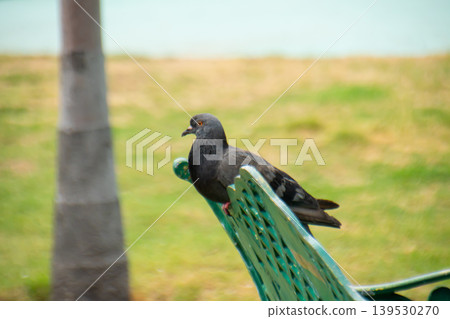 Calm gray pigeon perched on a decorative outdoor bench beside a grassy field with soft blur and warm daylight in a relaxed park atmosphere. Calm gray pigeon perched on a decorative outdoor bench beside a grassy field with soft blur and warm daylight in a relaxed park atmosphere. 139530270
