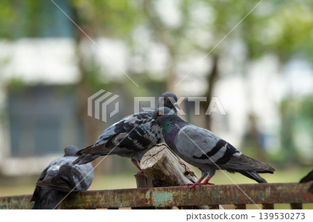 Multiple pigeons perched together on a weathered metal fence with soft green background, capturing social behavior of urban birds in daylight. Multiple pigeons perched together on a weathered metal fence with soft green background, capturing social behavior of urban birds in daylight. 139530273