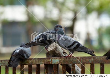Group of city pigeons perched on an aged metal fence with blurred greenery in the background, capturing peaceful urban wildlife and natural outdoor scenery. Group of city pigeons perched on an aged metal fence with blurred greenery in the background, capturing peaceful urban wildlife and natural outdoor scenery. 139530274
