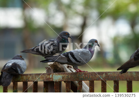 Two pigeons perched on an old rusty fence with blurred green surroundings, showcasing urban bird life and calm outdoor wildlife behavior in natural daylight. Two pigeons perched on an old rusty fence with blurred green surroundings, showcasing urban bird life and calm outdoor wildlife behavior in natural daylight. 139530275