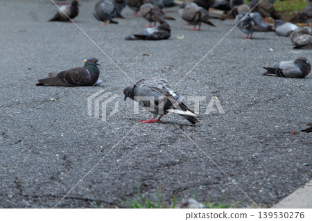 Multiple pigeons resting and walking across cracked pavement in a city environment, highlighting everyday urban wildlife activity with natural outdoor atmosphere. Multiple pigeons resting and walking across cracked pavement in a city environment, highlighting everyday urban wildlife activity with natural outdoor atmosphere. 139530276