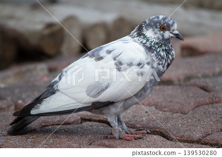 Detailed view of a white and gray pigeon with patterned feathers and orange eyes standing on textured pavement in a calm outdoor city environment. Detailed view of a white and gray pigeon with patterned feathers and orange eyes standing on textured pavement in a calm outdoor city environment. 139530280