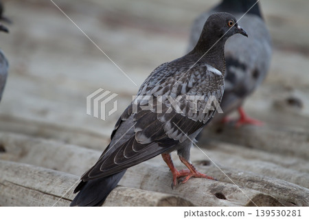Elegant dark pigeon with layered feathers and red legs standing on weathered wood in an outdoor setting with shallow depth of field and soft natural light. 139530281