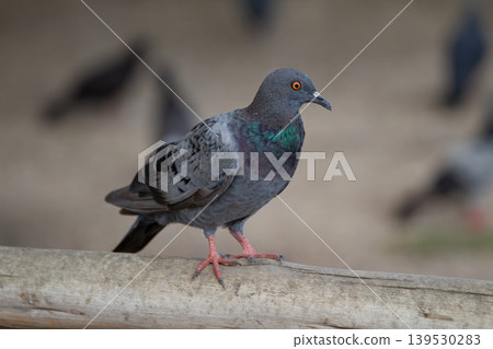 Urban rock pigeon with iridescent neck feathers and bright orange eye standing on a wooden rail in natural outdoor light with shallow depth of field. 139530283