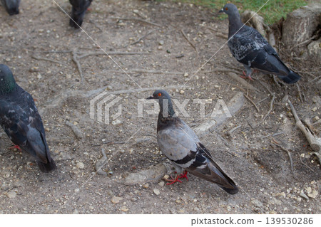 Several city pigeons gathered on textured soil and exposed roots in an outdoor park setting under natural daylight conditions. Several city pigeons gathered on textured soil and exposed roots in an outdoor park setting under natural daylight conditions. 139530286