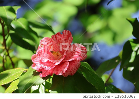 A close-up view of a camellia flower called "Sōshiarai" with red and white petals. A close-up view of a camellia flower called "Sōshiarai" with red and white petals. 139530362