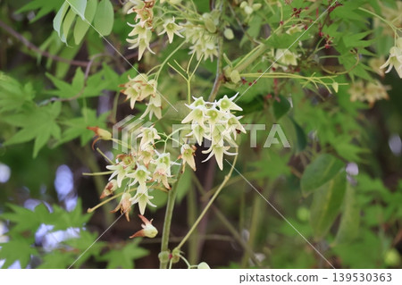 A scene of white-petaled Stauntonia flowers in bloom. A scene of white-petaled Stauntonia flowers in bloom. 139530363