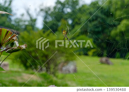 A long-bodied golden orb-weaver spider builds a large web in a green meadow. 139530488