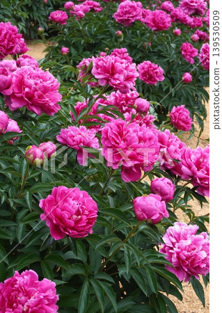 Peony flower "Evening Glow" - May 2026 Peony flower "Evening Glow" - May 2026 139530509