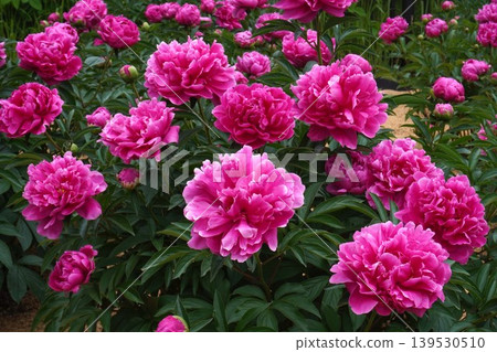Peony flower "Evening Glow" - May 2026 139530510