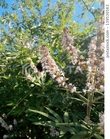 Blooming vitex flowers against clear blue sky in summer garden Blooming vitex flowers against clear blue sky in summer garden 139530563