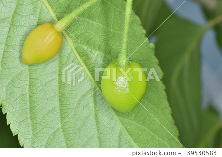 Cherries from the Sky Farm 139530583