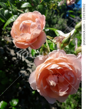 Soft pink rose in sunlight with blurred garden background, delicate floral close-up Soft pink rose in sunlight with blurred garden background, delicate floral close-up 139530602