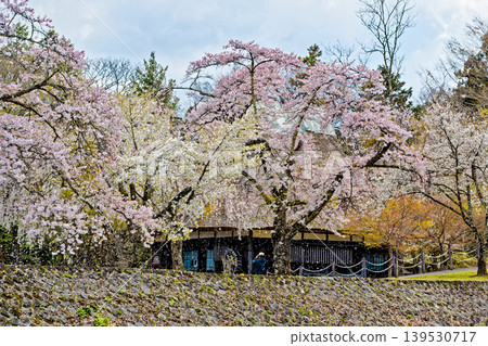 Shokawa Village and Cherry Blossoms 139530717
