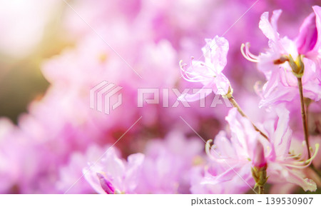 Close up of beautiful pink azalea flowers blooming in the spring garden with soft dreamy bokeh background and warm sunlight. Stunning floral nature wallpaper for springtime season and romantic concept Close up of beautiful pink azalea flowers blooming in the spring garden with soft dreamy bokeh background and warm sunlight. Stunning floral nature wallpaper for springtime season and romantic concept 139530907