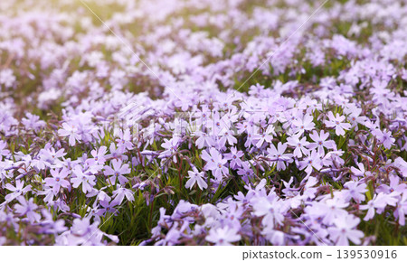 Beautiful lush field of blooming light purple creeping moss phlox flowers in spring garden. Soft blurred bokeh background with warm morning sunlight flare. Stunning floral nature landscape wallpaper. 139530916