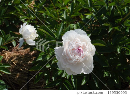Peony flower "Latin Doll" May 2026 Peony flower "Latin Doll" May 2026 139530993