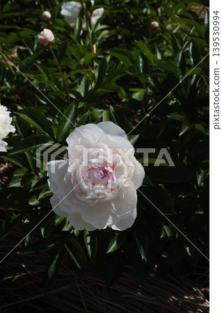 Peony flower "Latin Doll" May 2026 Peony flower "Latin Doll" May 2026 139530994
