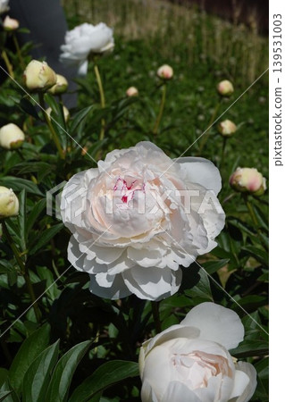 牡丹花「拉丁娃娃」 2026年5月 139531003