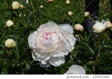 牡丹花「拉丁娃娃」 2026年5月 139531004