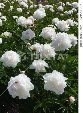 Peony flower "Latin Doll" May 2026 Peony flower "Latin Doll" May 2026 139531006