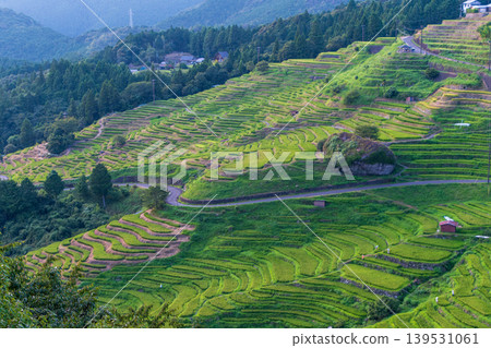 The beautiful terraced rice fields of Maruyama Senmaida spread across the mountainside. 139531061