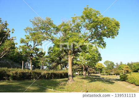 I took a picture of a large tree. I took a picture of a large tree. 139531113
