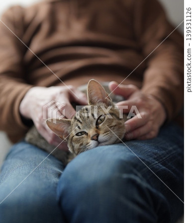 A tabby kitten relaxing on your lap A tabby kitten relaxing on your lap 139531126