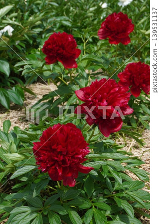 Peony flower "Red Charm" May 2026 139531137