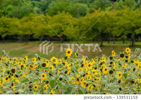 Sunflowers blooming in the park and trees in early autumn Sunflowers blooming in the park and trees in early autumn 139531158