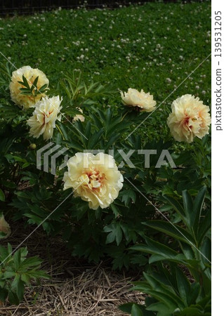 Peony flower "Lollipop" May 2026 Peony flower "Lollipop" May 2026 139531205