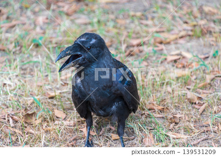 A close-up of a large-billed crow with its beak open on the ground. 139531209