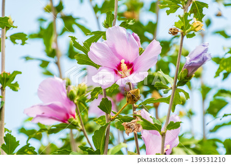 Light purple hibiscus flowers blooming against a blue sky Light purple hibiscus flowers blooming against a blue sky 139531210