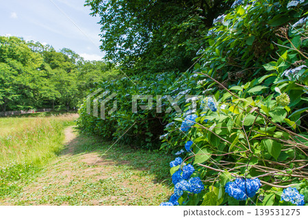Blue hydrangeas blooming in the park in early summer, and the walking path that follows them. Blue hydrangeas blooming in the park in early summer, and the walking path that follows them. 139531275