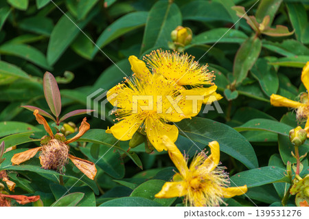 金絲桃(Hypericum patulum)明亮的黃色花朵十分引人注目。 金絲桃(Hypericum patulum)明亮的黃色花朵十分引人注目。 139531276