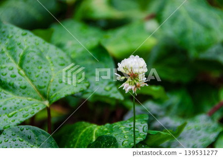 White clover and green leaves, glistening with raindrops after the rain. White clover and green leaves, glistening with raindrops after the rain. 139531277
