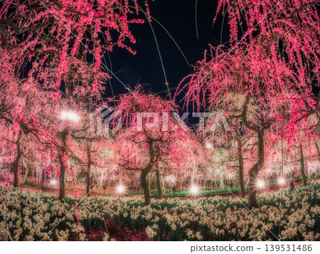 Weeping plum blossoms at Nabana no Sato, Mie Prefecture, 2026 139531486
