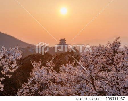 Inuyama Castle and cherry blossoms at sunset, Aichi Prefecture, 2026 139531487