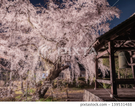 岐阜縣仙洞寺的垂枝櫻花樹，2026年 139531488